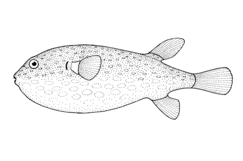 Arothron Firmamentum (Starry Toado) Coloring Page